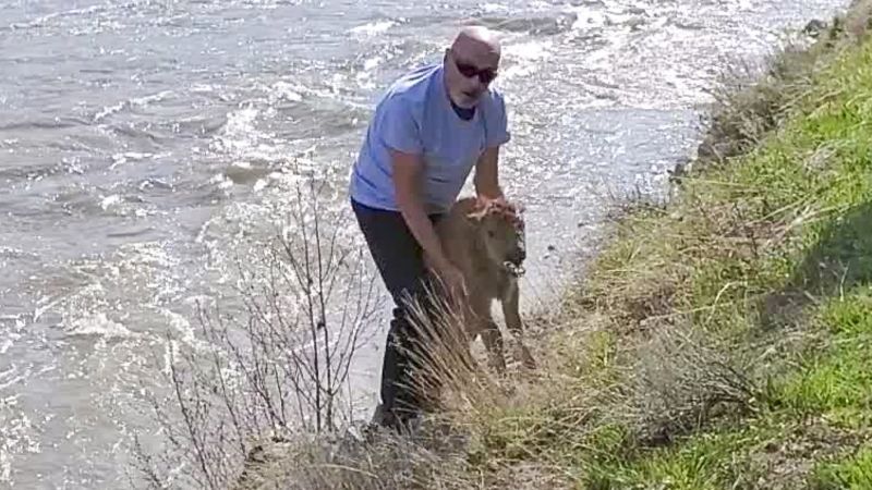 Yellowstone National Park says encounter between park visitor and bison calf forced authorities to euthanize animal