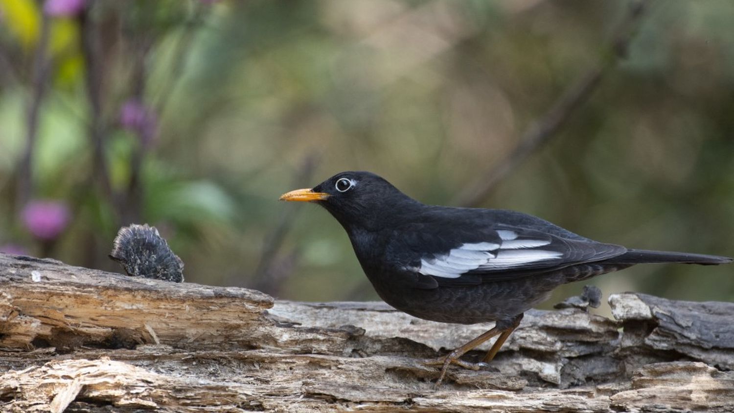 Oiseaux : les chasses à la glu et aux tenderies définitivement abrogées par le Conseil d'Etat