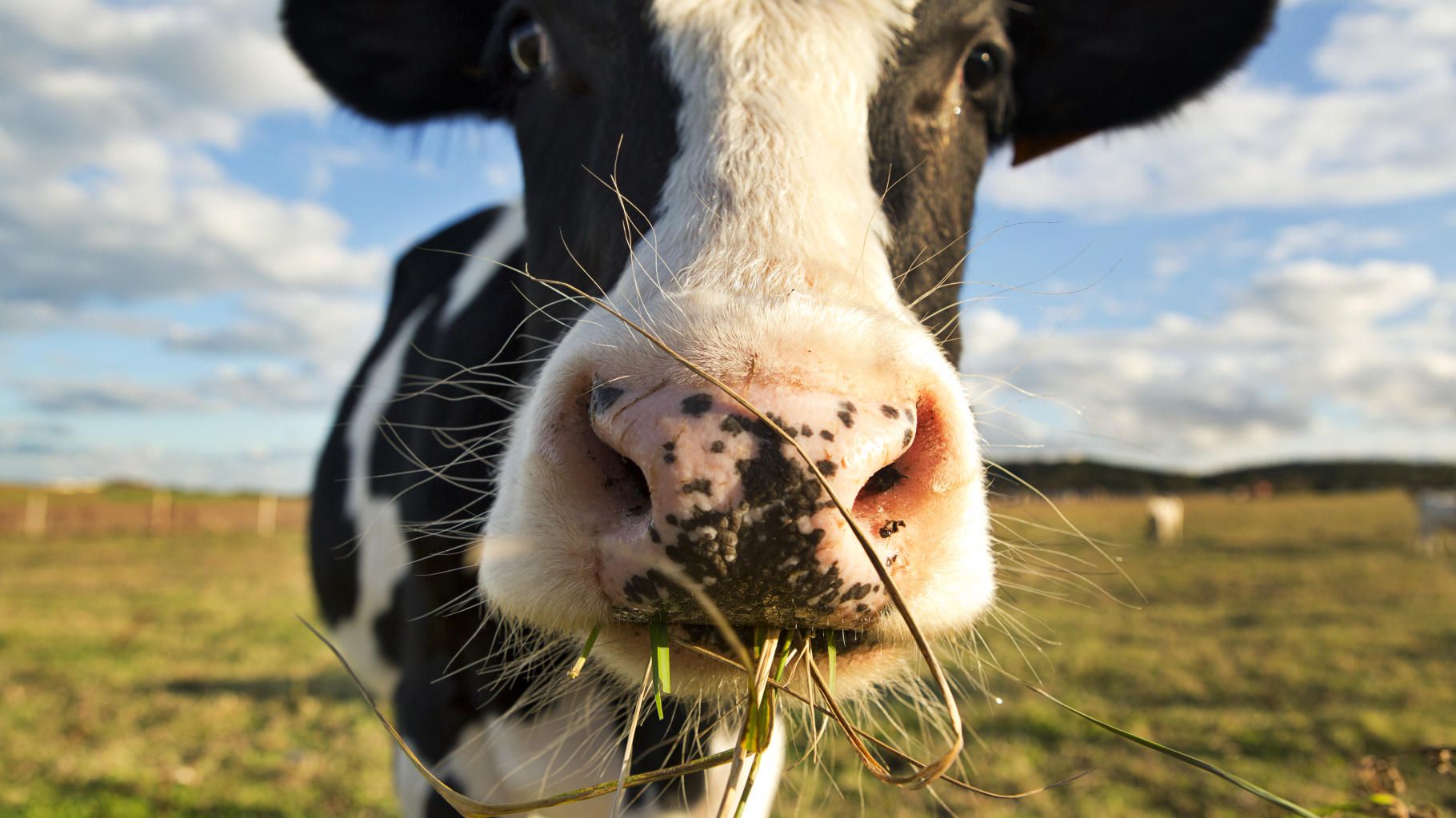 Moins de vaches pour le climat, ce rapport fait polémique au sein de la profession