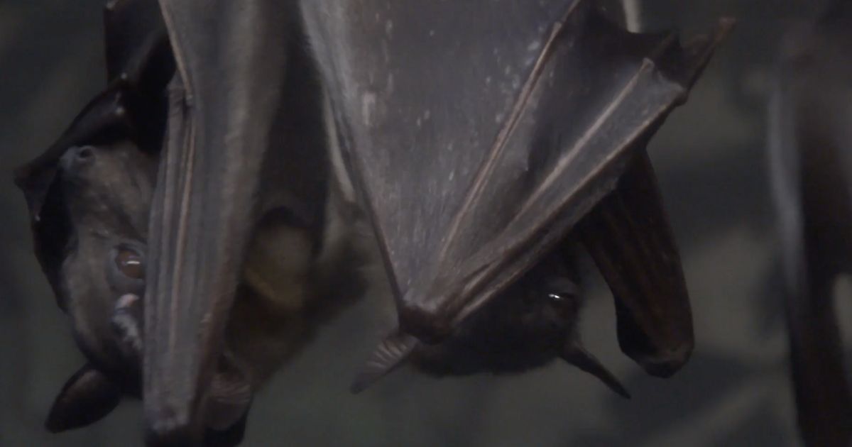 Rabid bat found in Lexington neighborhood