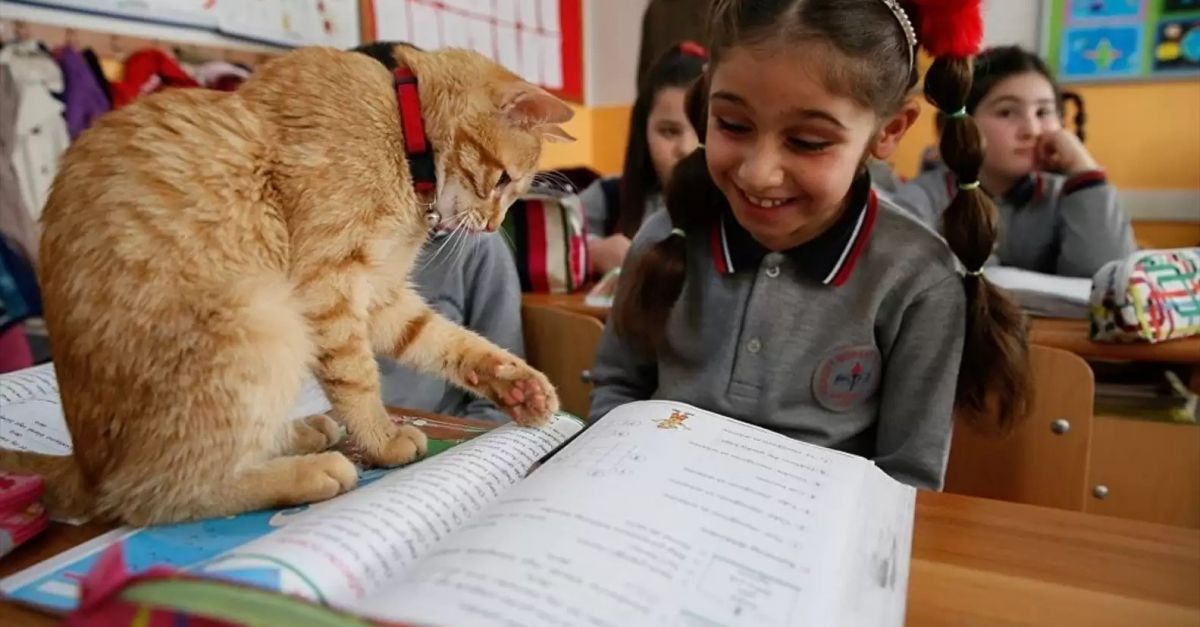 Un chat errant s’invite dans une classe de CE2 et décide de ne plus jamais la quitter