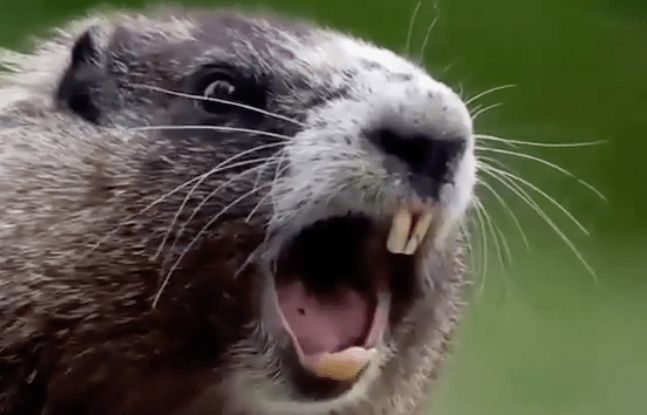 Enraged groundhog screams "hey"