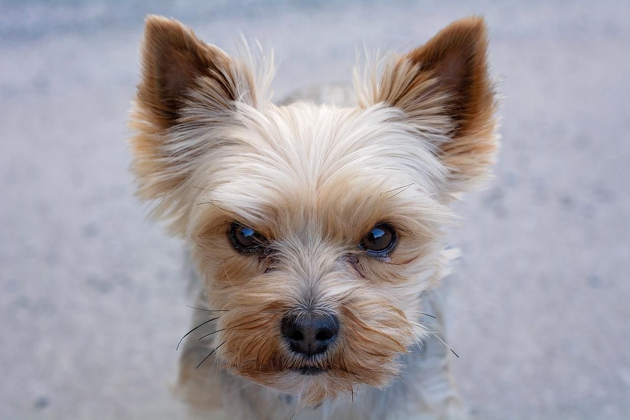 Un chiot enfermé pendant 24 h dans une voiture﻿ : sa maîtresse ne se souvenait plus où elle s'était garée...