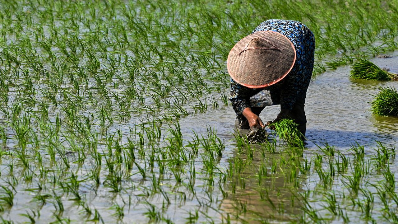 Changement climatique : en Indonésie, un village peu à peu englouti par la mer