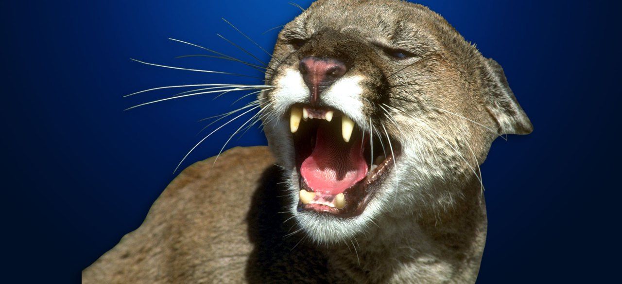 Mountain lion spotted in southwest Sioux Falls