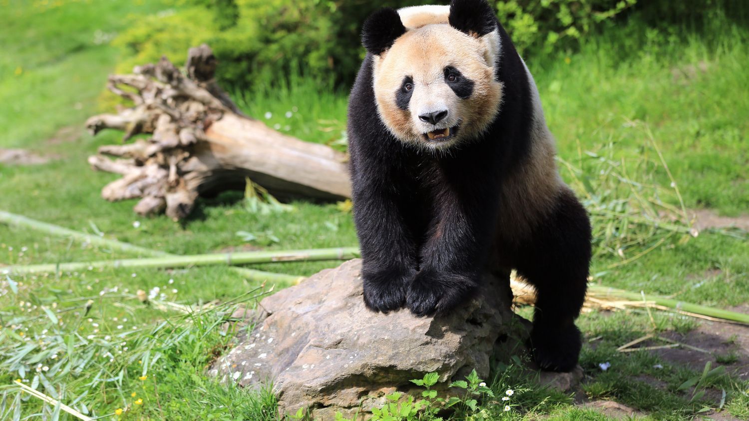 Zoo de Beauval : le panda géant Yuan Meng quittera le zoo mardi en direction de la Chine