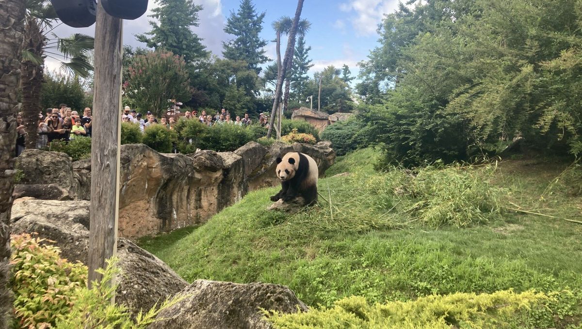 EN IMAGES : les derniers instants du panda géant Yuan Meng à Beauval, avant son départ vers la Chine