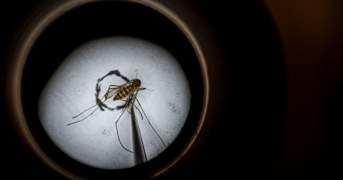 What is West Nile, the virus that sent Dr. Anthony Fauci to the hospital?