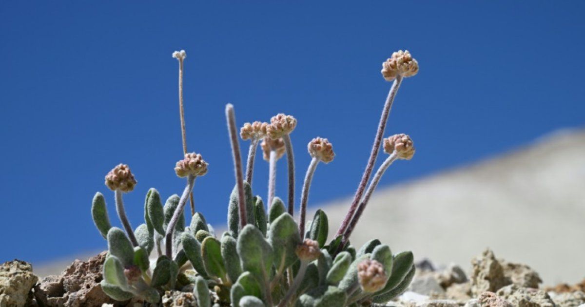 Les Etats-Unis autorisent une mine de lithium sur les terres d'une fleur unique au monde