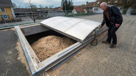 En Alsace, une commune se chauffe au miscanthus, une plante écolo