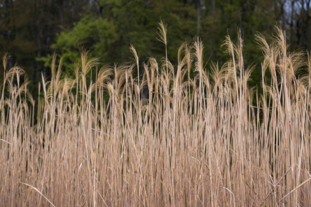 En Alsace, une commune se chauffe au miscanthus, une plante écolo