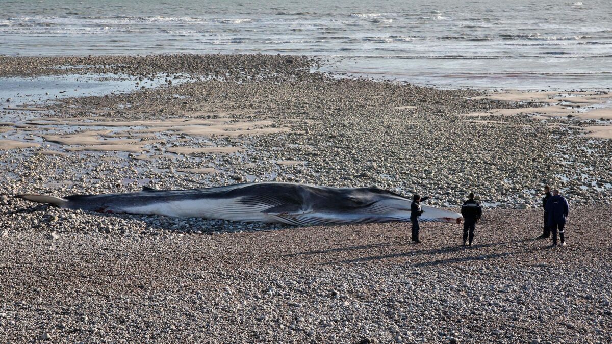 Seine-Maritime : la carcasse d’une baleine de 30 tonnes retrouvée près d’une falaise