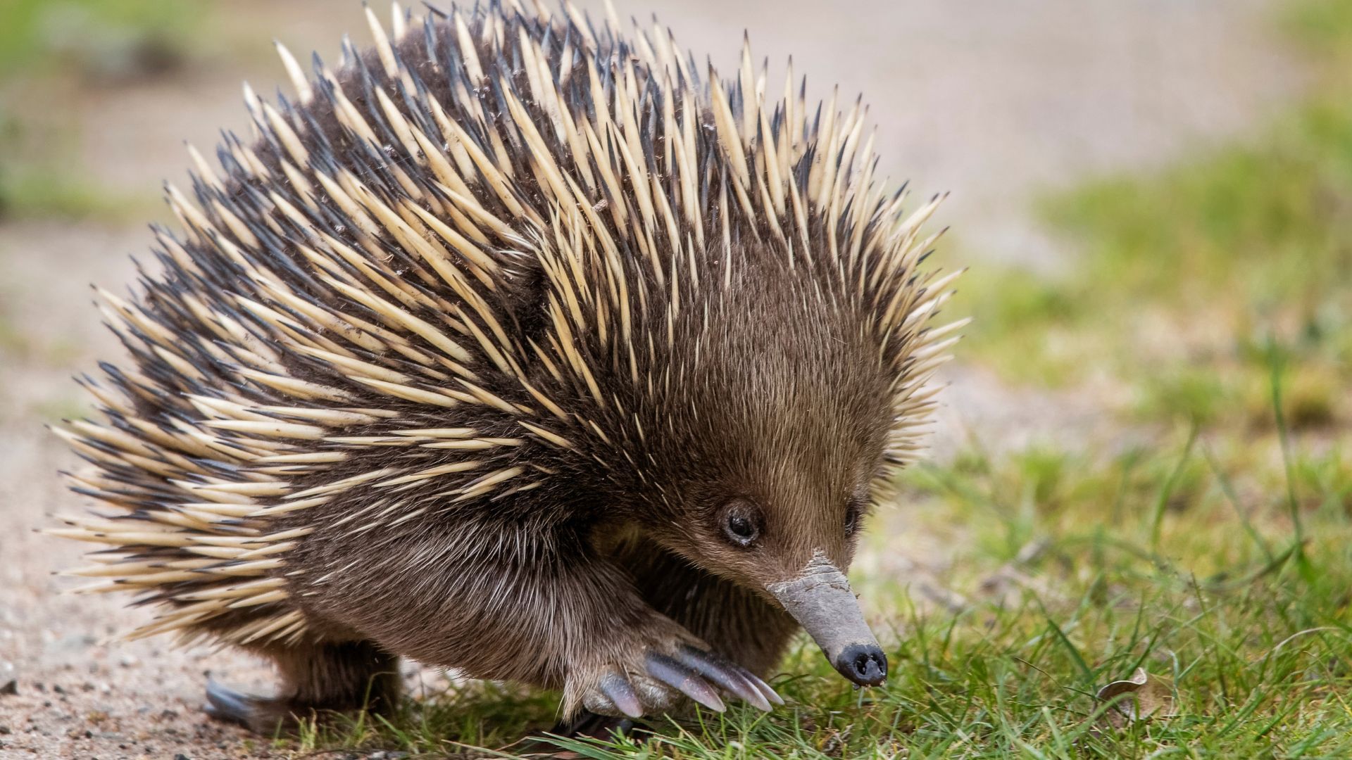 Les 7 animaux les plus extraordinaires et uniques d'Australie