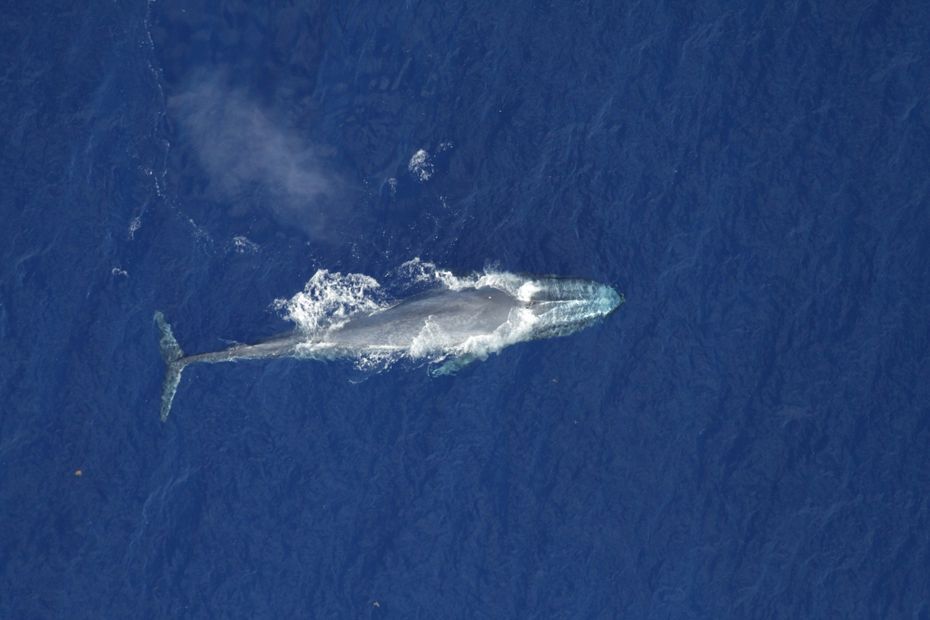 Deux baleines bleues, le plus grand mammifère au monde, observées à La Réunion