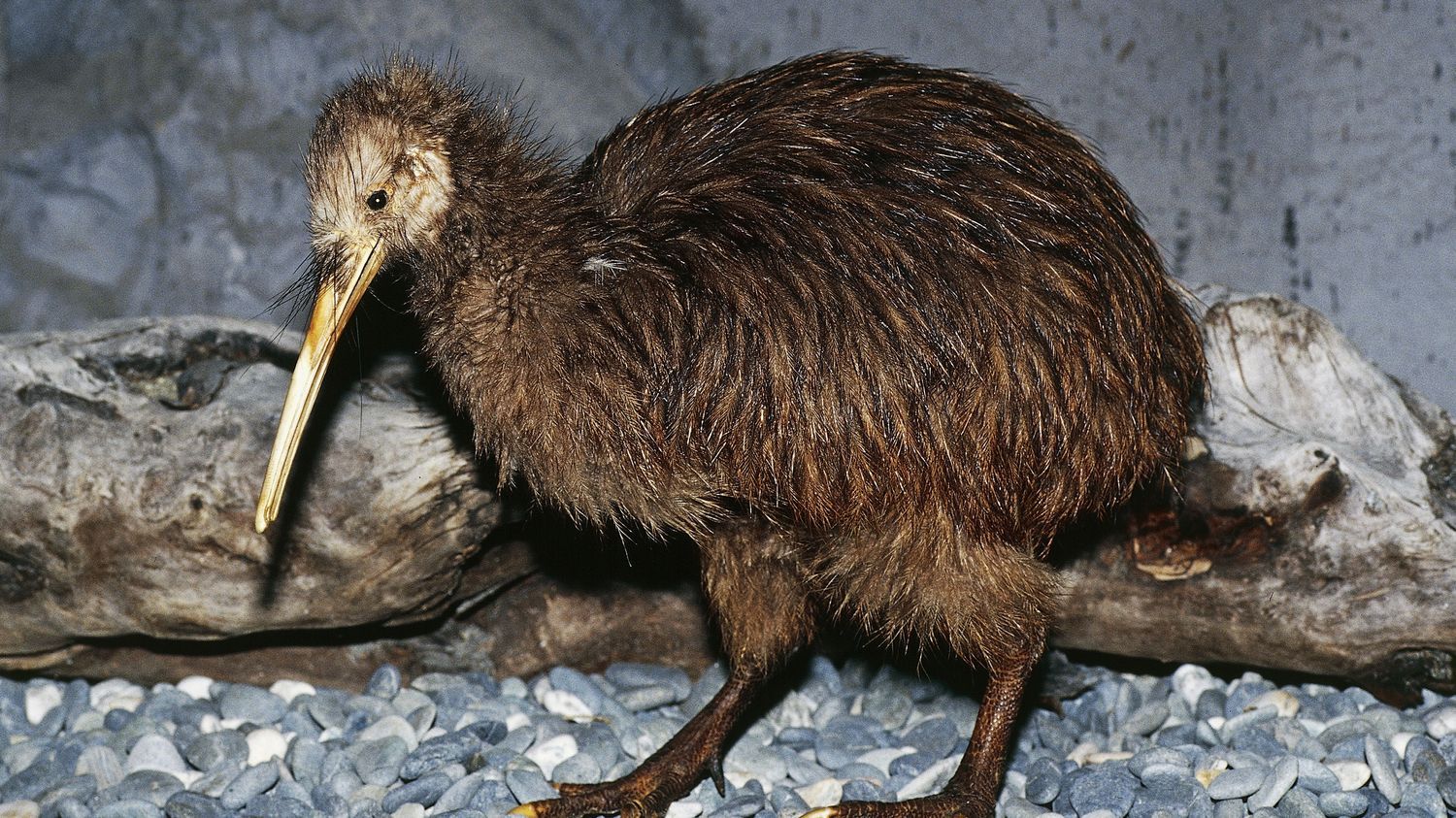 États-Unis : le zoo de Miami présente ses excuses à la Nouvelle-Zélande pour avoir maltraité un kiwi