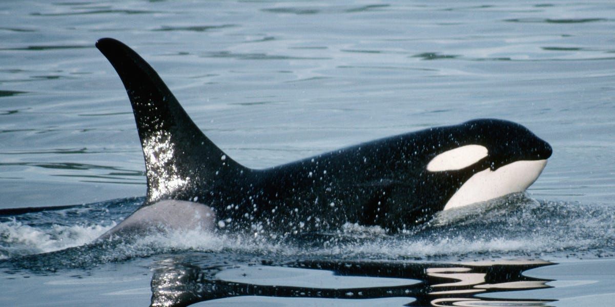 Luna the Orca Hit Boats Like Recent Killer Whales, Wanted to Socialize