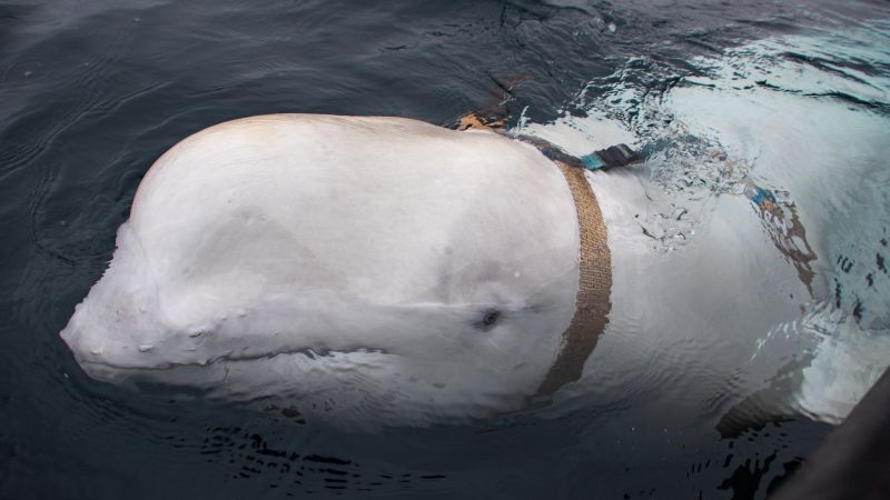 Norway tells people to stay away from 'spy' whale for animal's safety