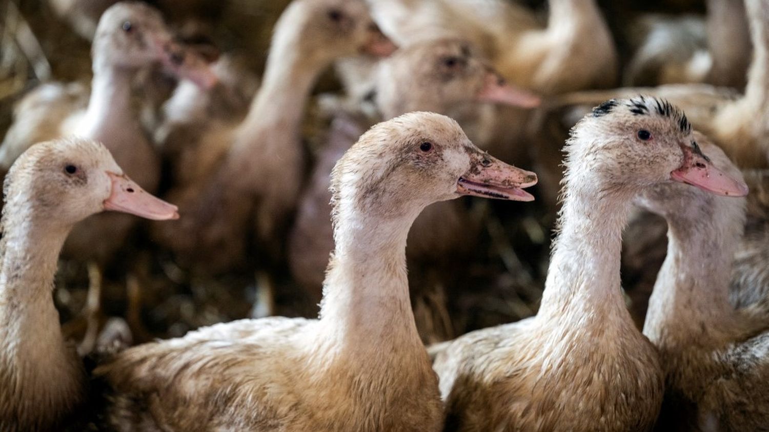 Grippe aviaire : des vaccins "très efficaces" sur les canards