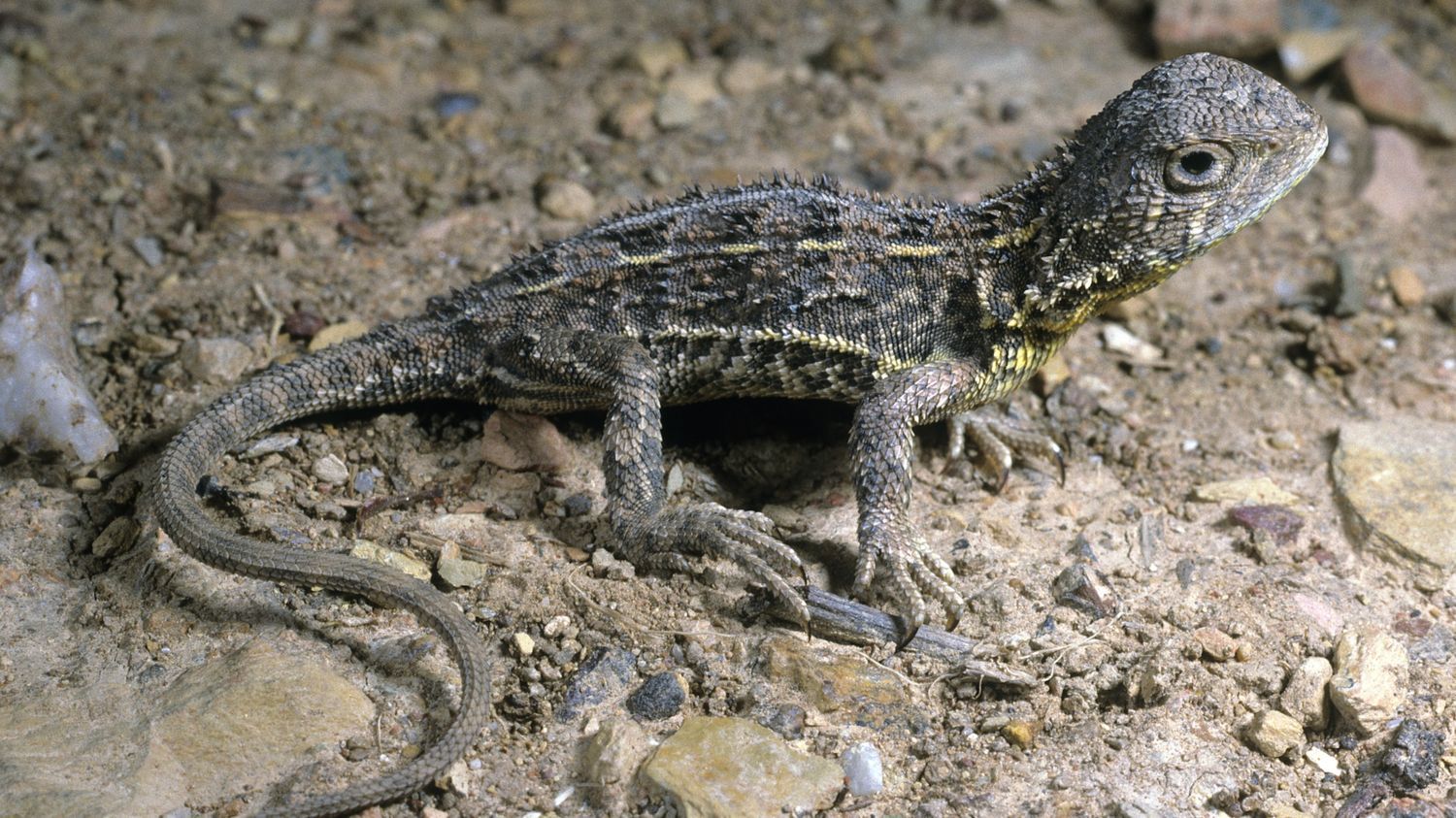 Biodiversité : un reptile parmi les plus menacés au monde aperçu pour la première fois depuis plus de 50 ans en Australie