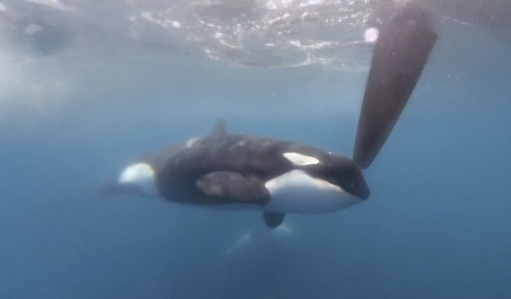 Orcas target sailboat race