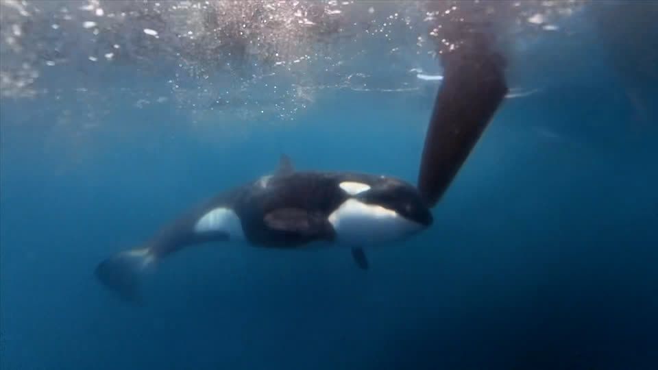 Orcas disrupt sailing race near Spain in latest display of inexplicably bold behavior