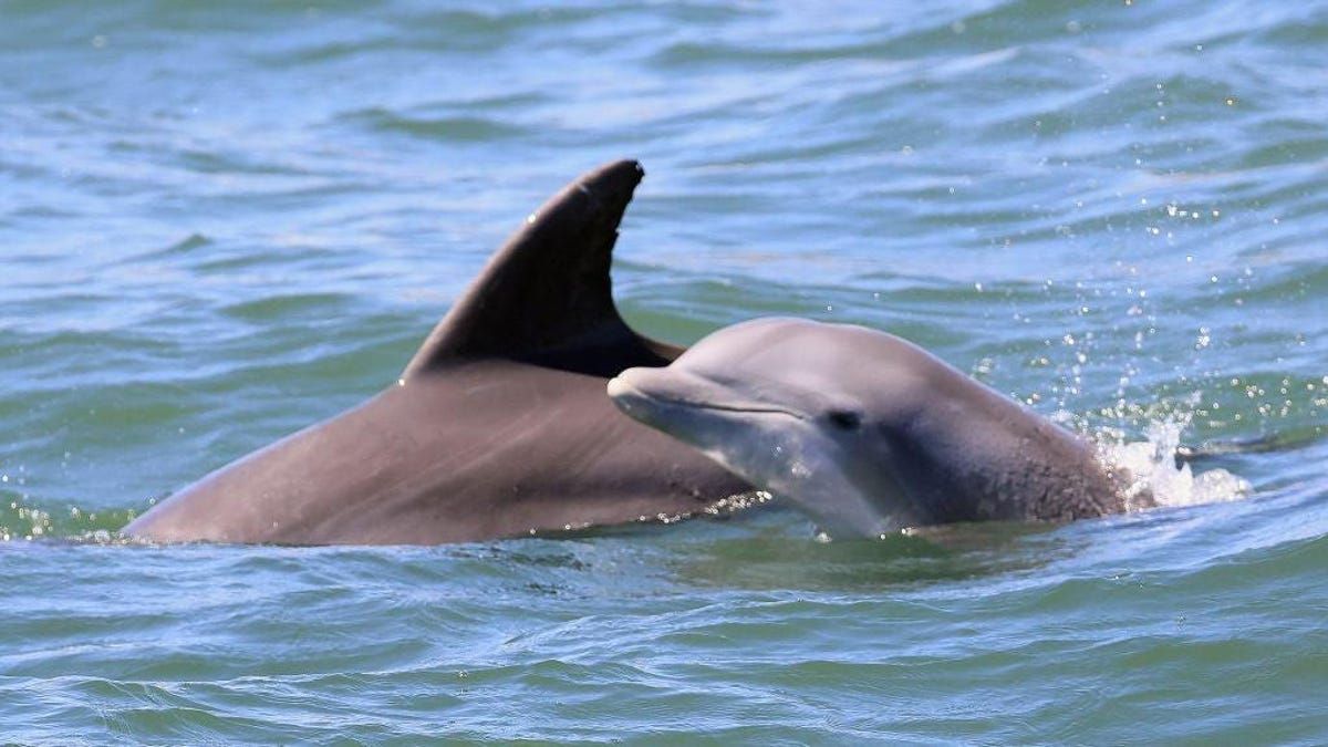 Russia Doubles Dolphin Soldier Pens in Crimea