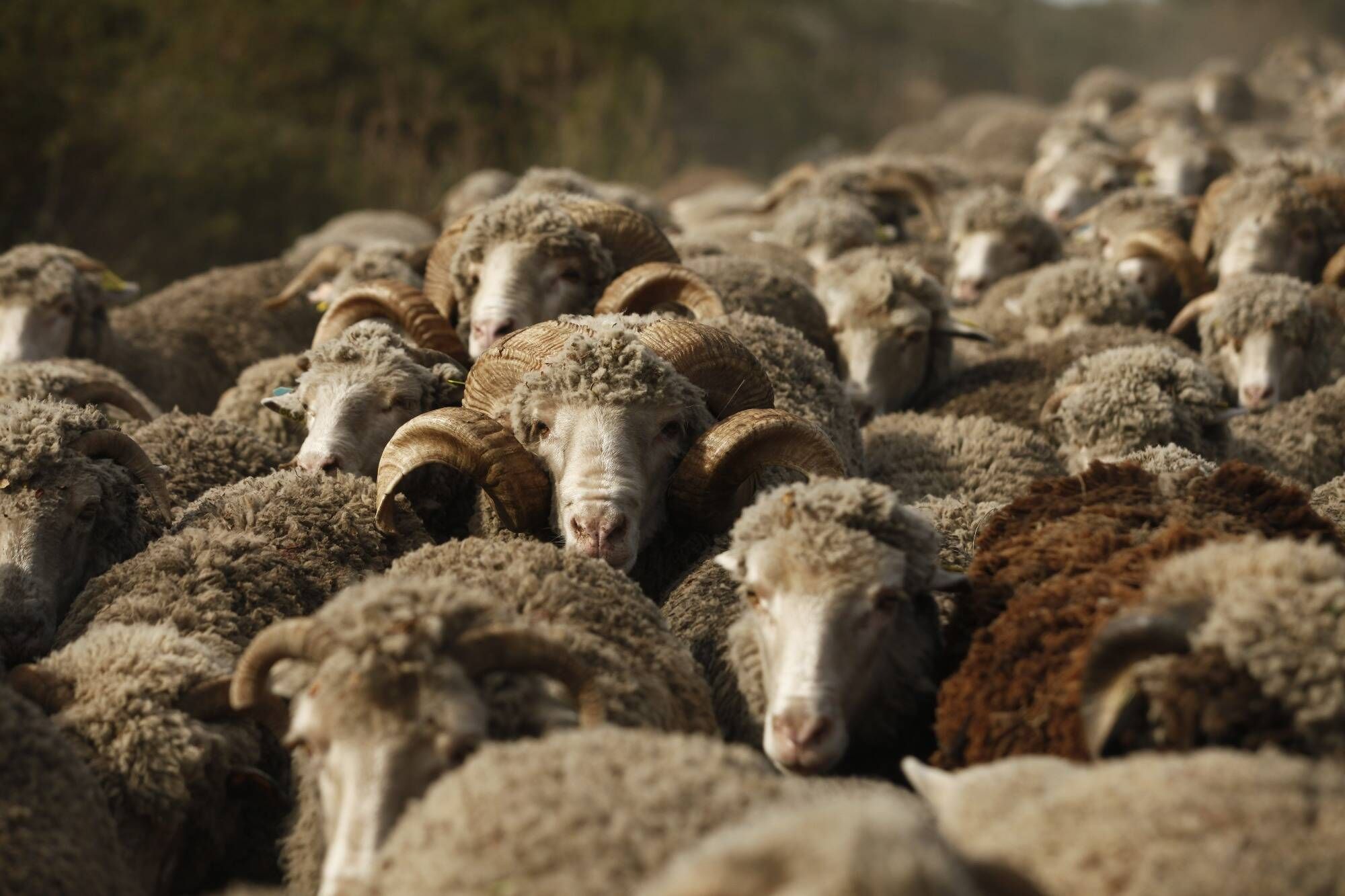 Aïd el-Kébir: 40 moutons retrouvés entassés dans 12m2 dans une cité de Nice