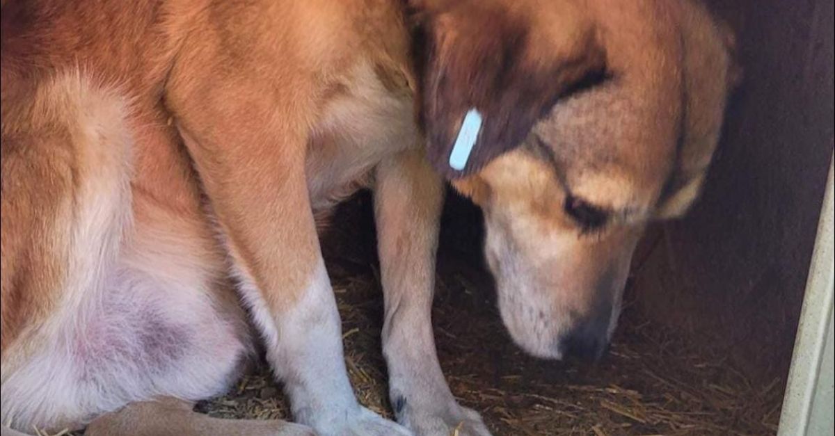 Un chien au cœur brisé attend l'arrivée de la famille de ses rêves depuis près de 8 ans