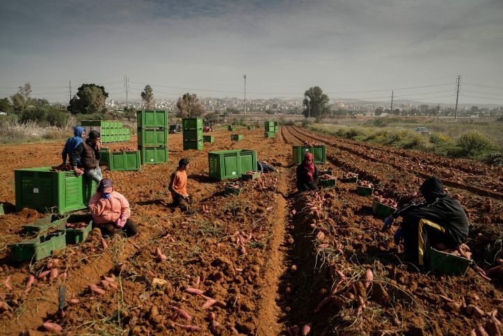 Israël : Les Exportations De Carottes Et De Pommes De Terre Battent Des Records