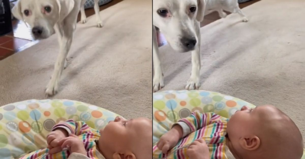 L'adorable moment où une chienne aveugle rencontre enfin le bébé qu'elle entend depuis des mois (vidéo)