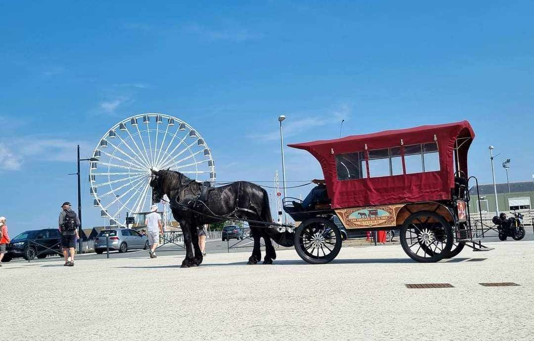 Saint-Malo : Cible du Parti animaliste, le service de navette à cheval à l’arrêt