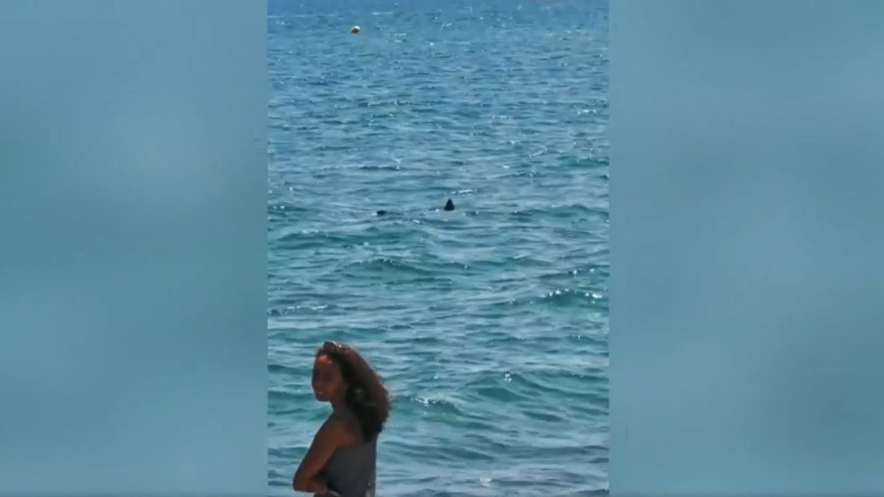 Requin en Méditerranée : faut-il avoir peur de retourner dans l'eau ?