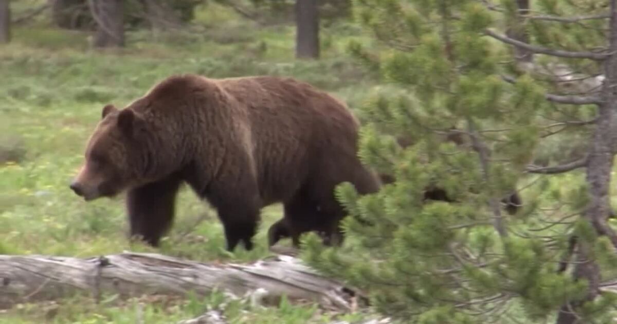 Victim of grizzly bear attack near West Yellowstone identified