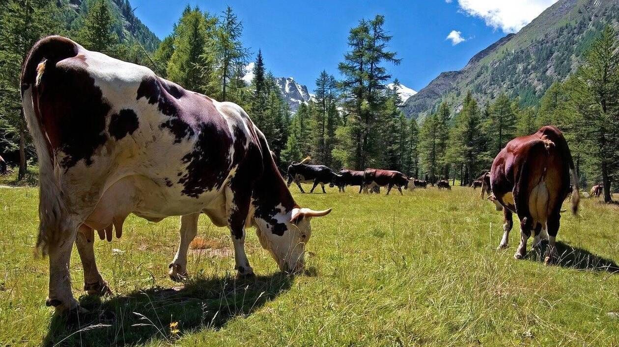 Ariège. Chargé par une vache lors d’une balade, un homme de 54 ans est héliporté à l’hôpital