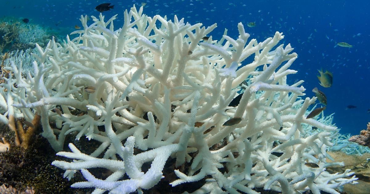 En Floride, un relevé ponctuel de température de l'eau atteint 38°C