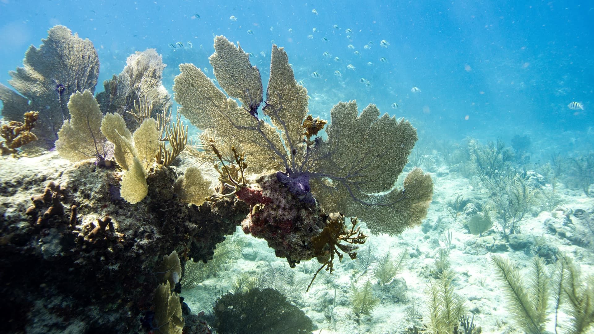 South Florida ocean temperature tops 101 degrees, potentially a record