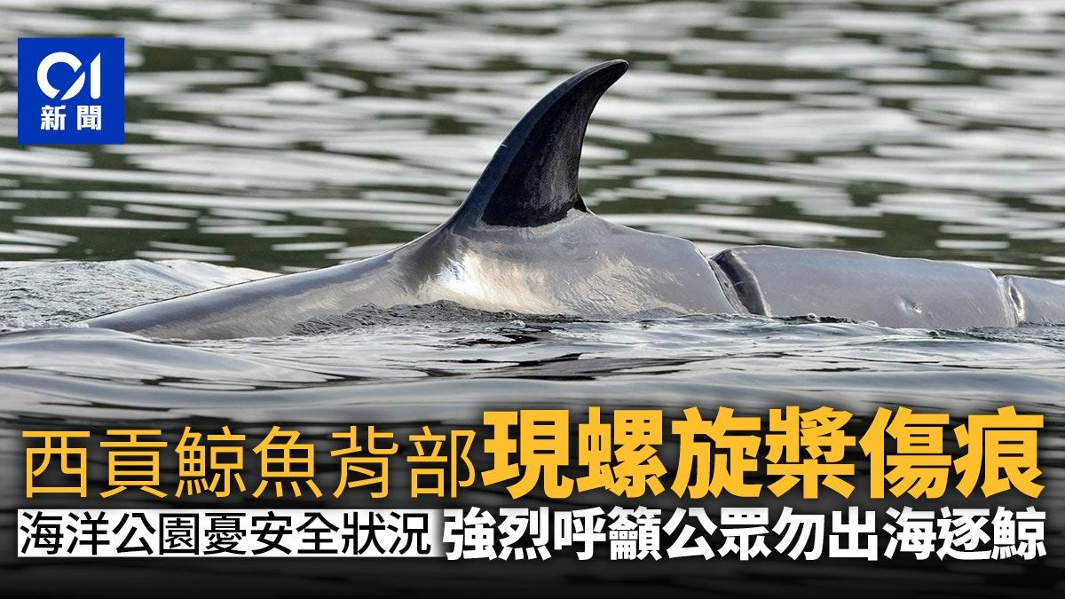 西貢鯨魚｜背部現螺旋槳造成傷痕 海洋公園：安全狀況令人擔憂