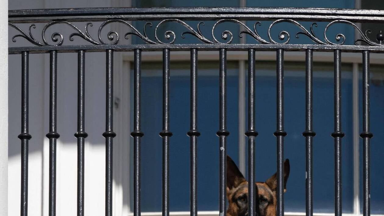 Le chien de la Maison Blanche serait un " mordeur en série " qui a déjà fait dix victimes