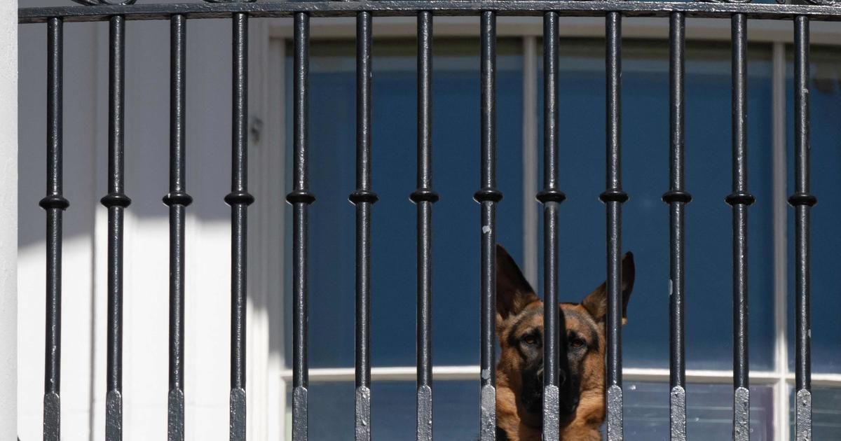 Commander, le chien de Joe Biden à la Maison-Blanche, accusé d'être un mordeur en série