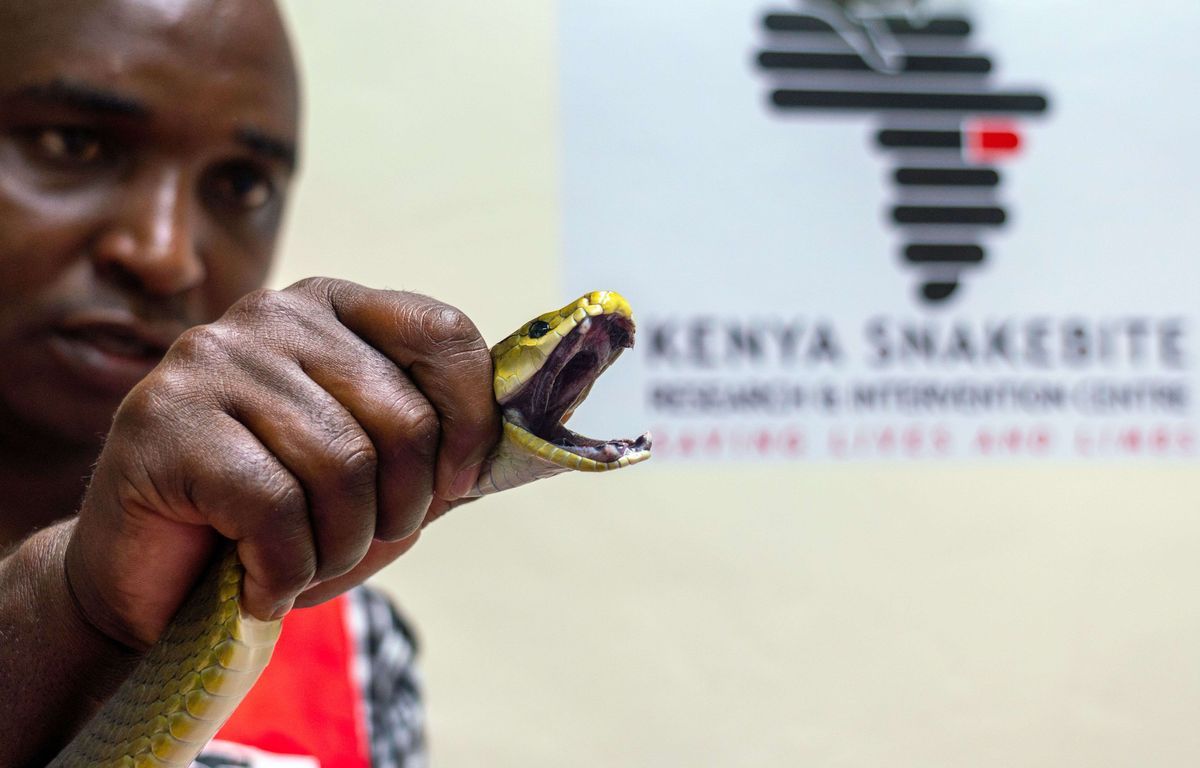 Pays-Bas : Le mamba vert " très dangereux ", supposé en fuite, retrouvé chez son propriétaire