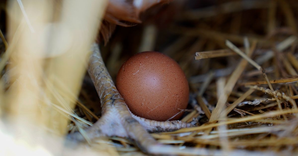 Ohio Egg Farm Kills 1.35 Million Chickens Over Bird Flu