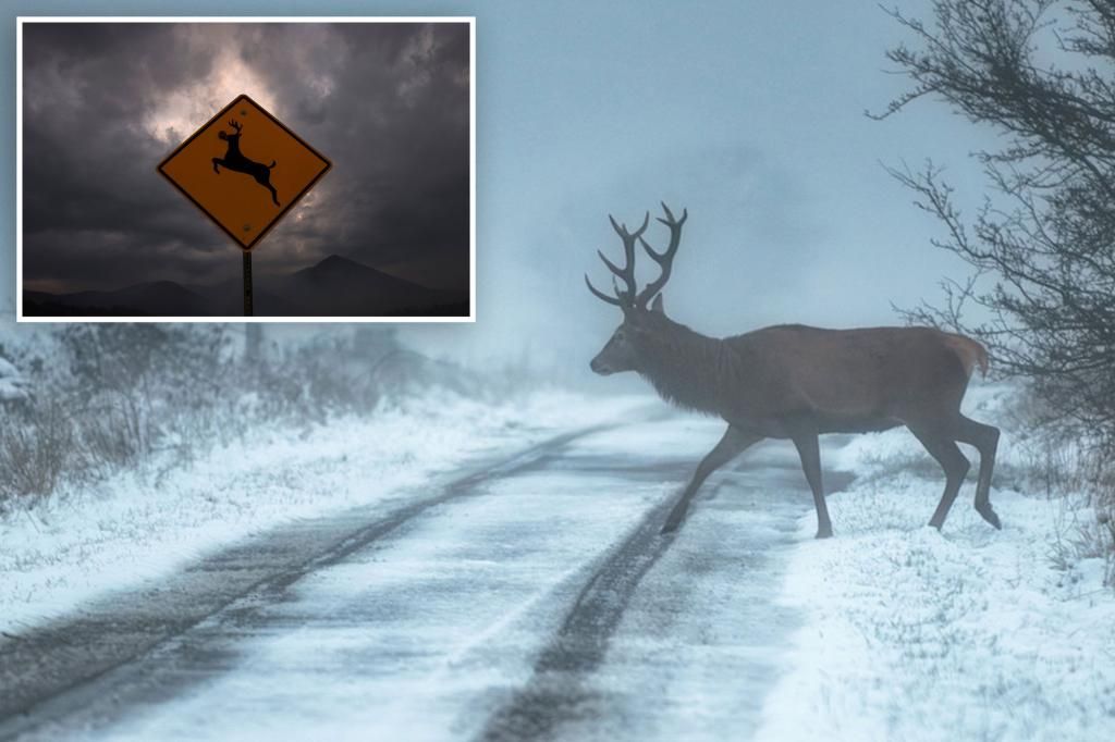 'Zombie deer disease' concerns scientists over possible spread to humans