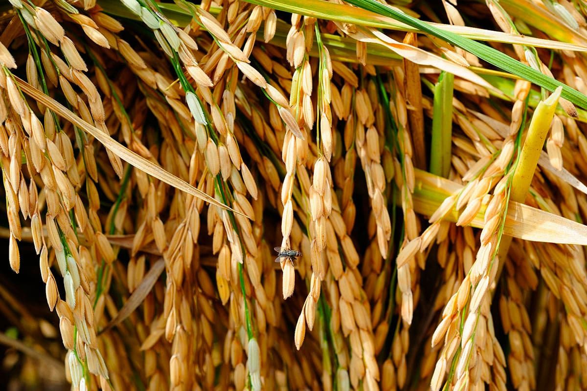 Votre pain et vos légumes contaminés ? Le scandale du cadmium révélé par Zone Interdite