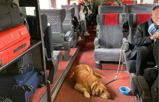 Hugo Clément et une ancienne députée se querellent au sujet d’un golden retriever dans un train