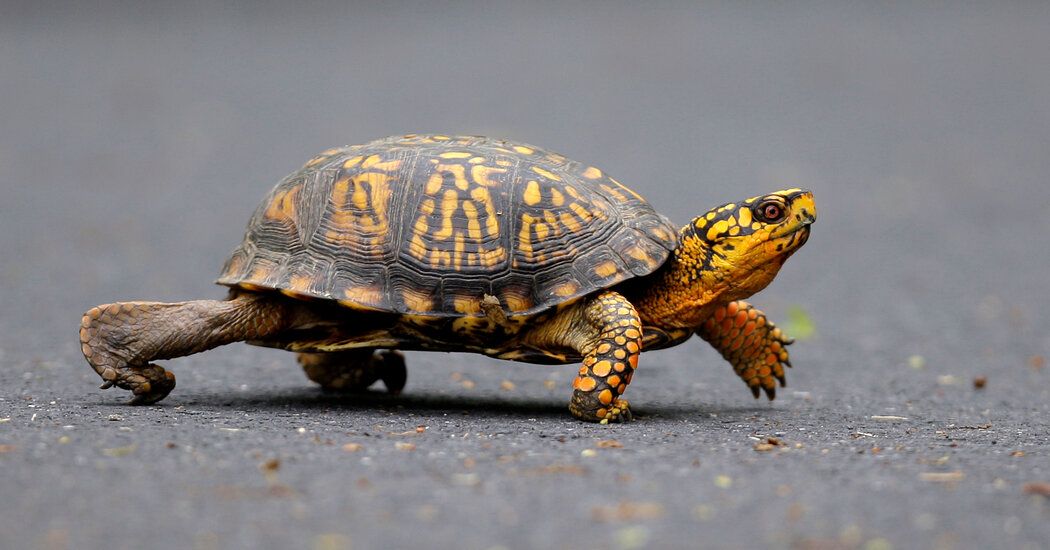 Virginia Man Pleads Guilty to Trafficking Turtles