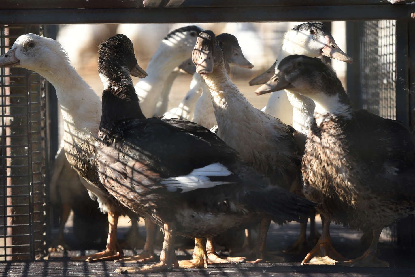 Grippe aviaire : des vaccins " très efficaces " sur les canards