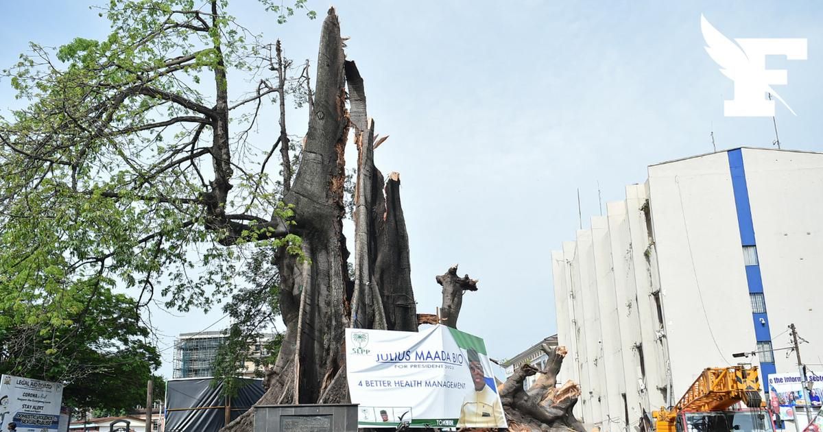 Une tempête détruit le "Cotton Tree", l'arbre le plus célèbre de la Sierra Leone