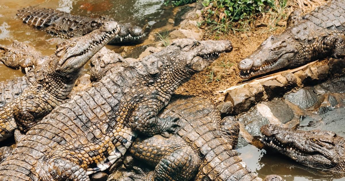 Cambodge : un homme dévoré par 40 crocodiles après être tombé dans un enclos