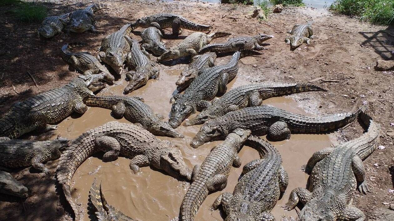 Un homme attaqué puis dévoré par 40 crocodiles après avoir chuté dans un enclos au Cambodge