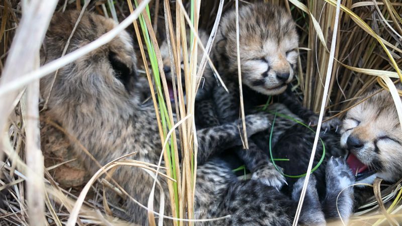 Death of 3 cheetah cubs in India deals blow to reintroduction efforts